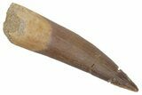 Fossil Plesiosaur (Zarafasaura) Tooth - Morocco #215858-1